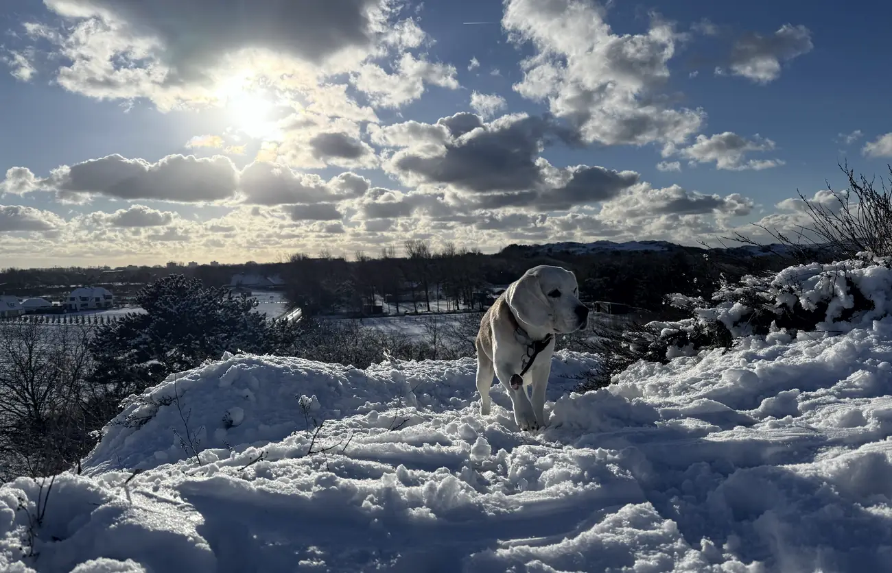 Onze hond in de sneeuw in de duinen bij Noordwijk aan Zee